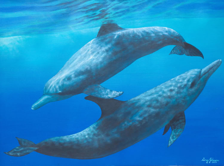 Two Dolphins